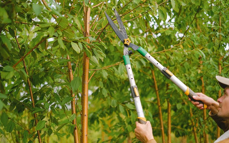 Tree trimming in Cammal, PA